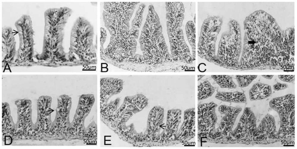 Traditional Chinese medicine composition for fish aeromonas veronii enteritis and preparation method of preparation