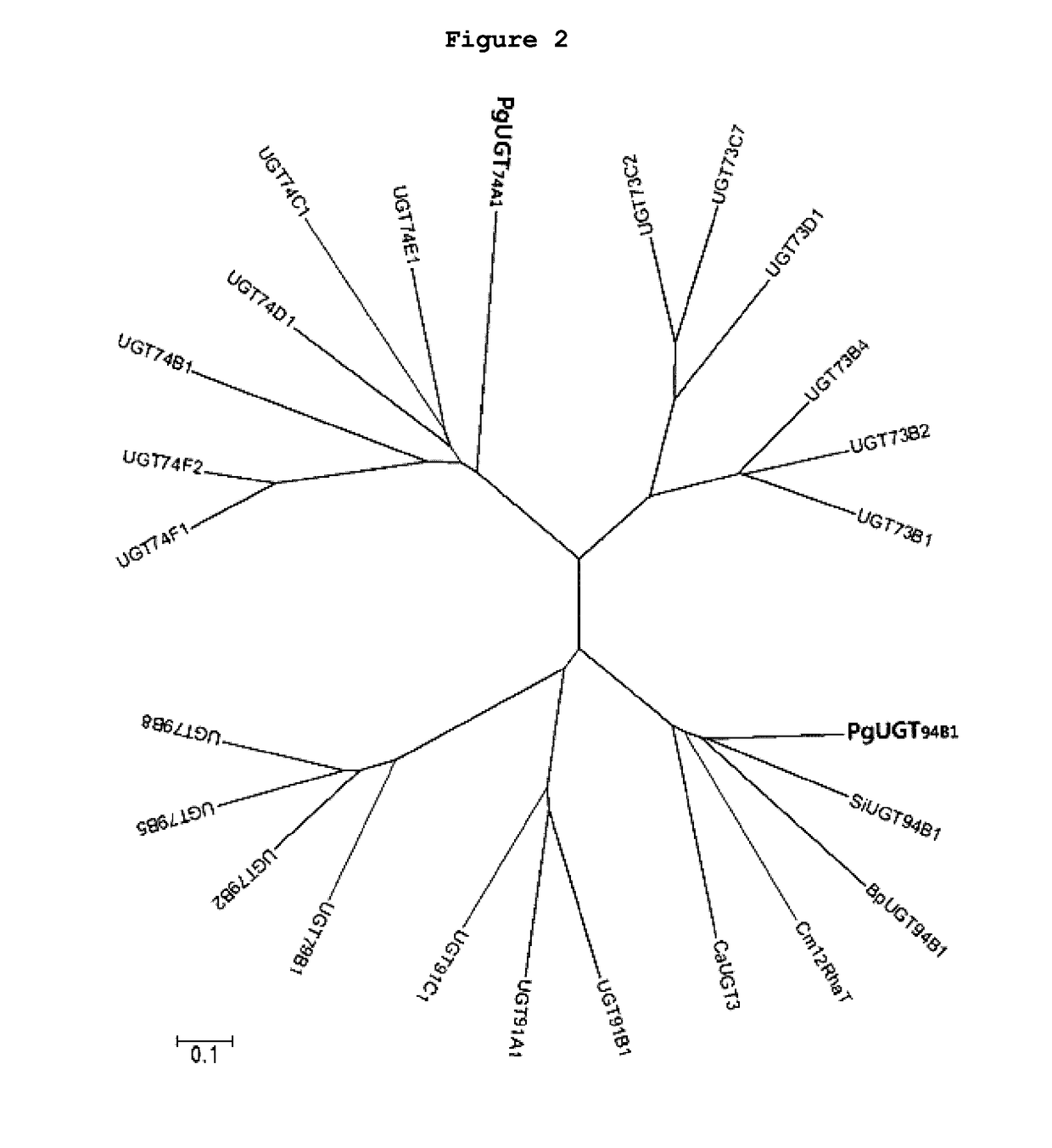 UDP-glycosyltransferase derived from ginseng and use thereof