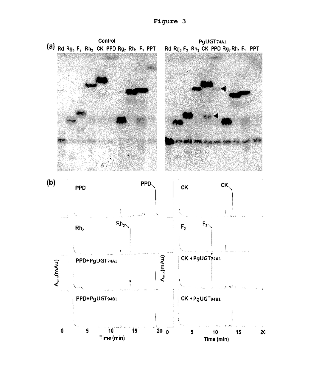 UDP-glycosyltransferase derived from ginseng and use thereof