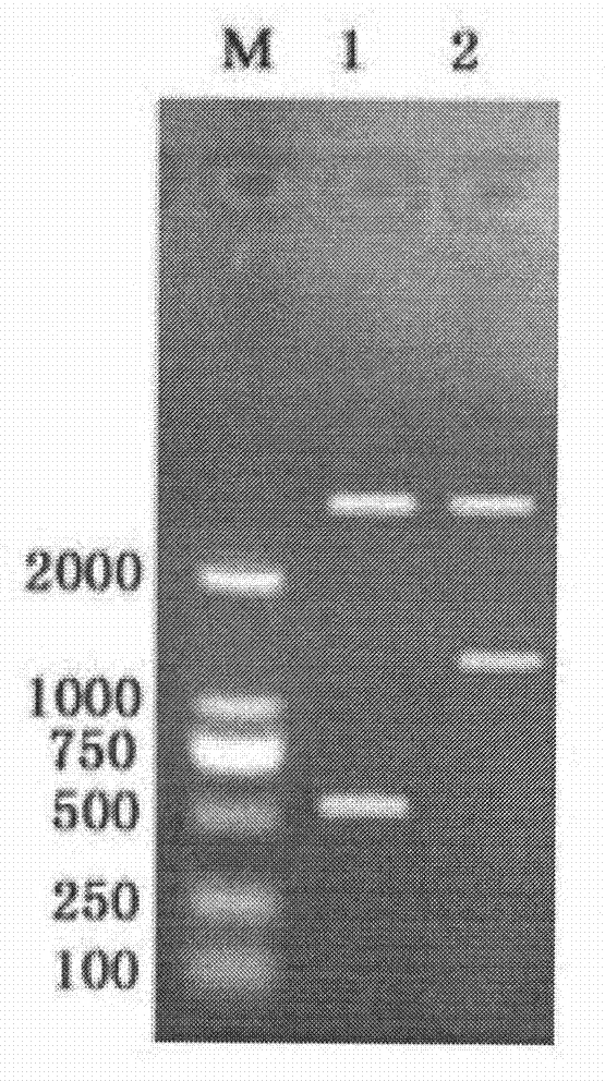 ELISA kit for porcine circovirus type 2 antibody detection