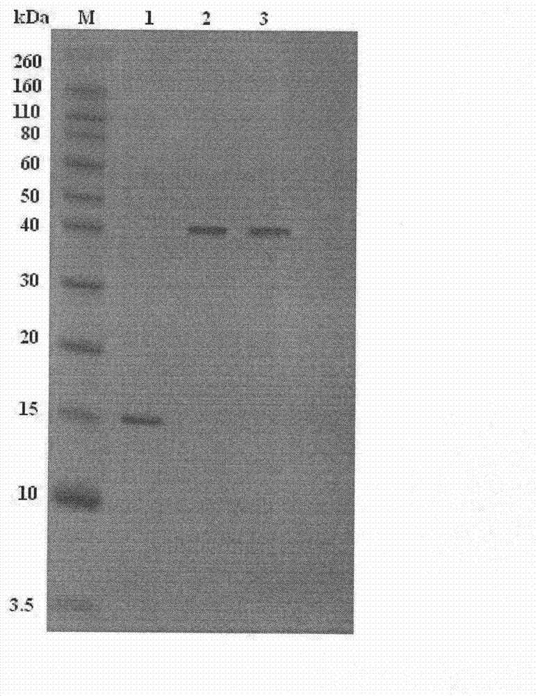 ELISA kit for porcine circovirus type 2 antibody detection