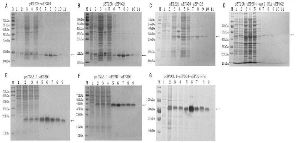 Engineered binding proteins of EpCAM and uses thereof