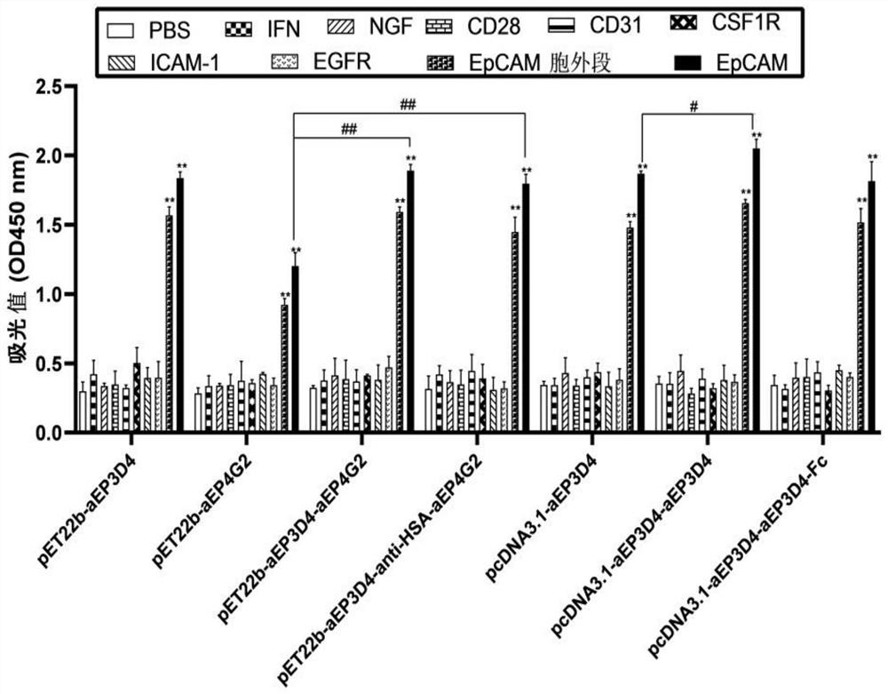 Engineered binding proteins of EpCAM and uses thereof