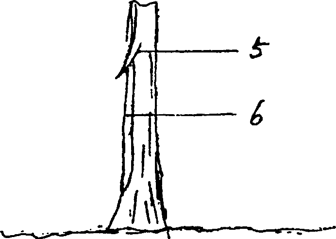 Graft method in inverted cutting and joint in positive direction