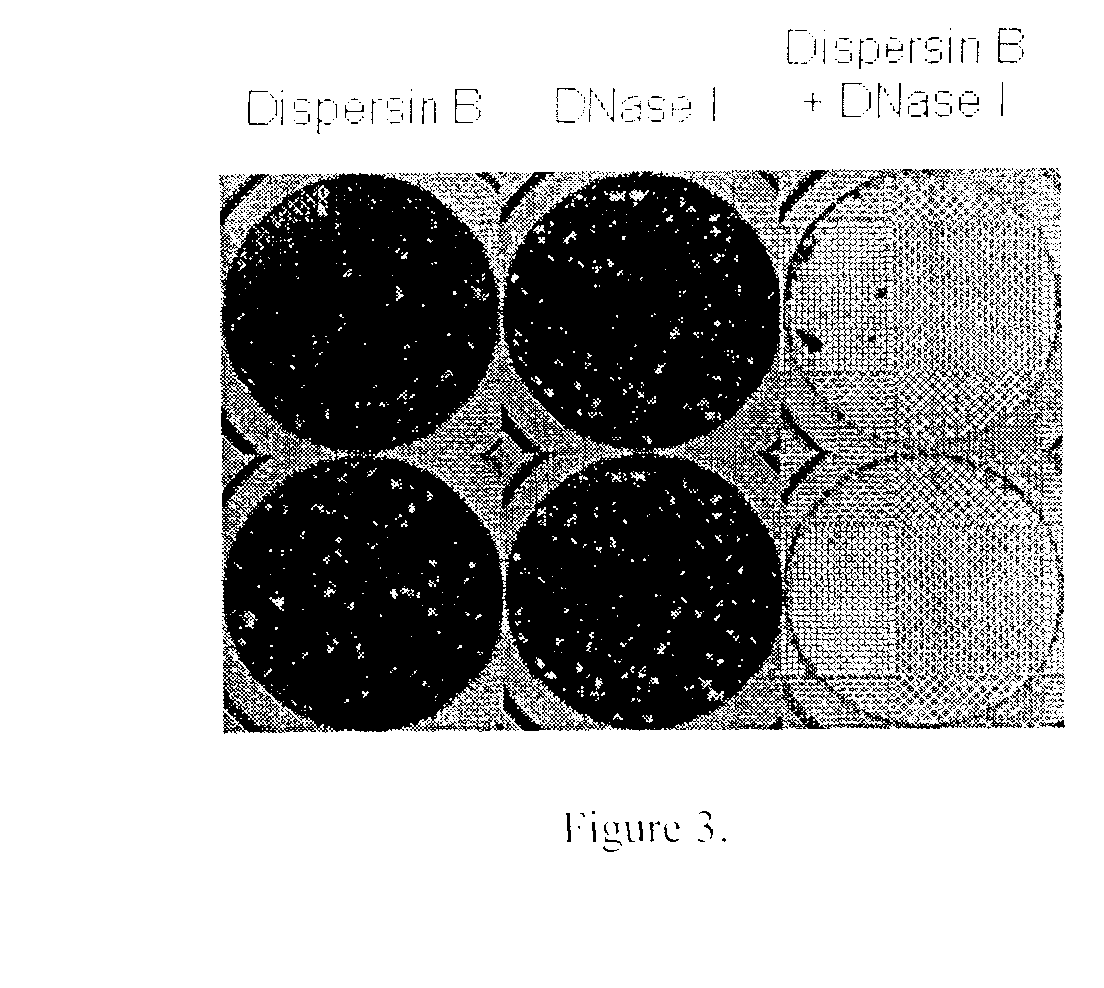 Dispersinb, 5-Fluorouracil, Deoxyribonuclease I and Proteinase K-Based Antibiofilm Compositions and Uses Thereof