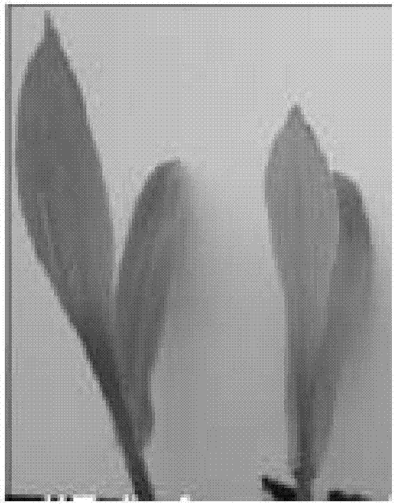 Application of PSA3 (photosystem I assembly 3) protein in assembly of PSI (photosystem I) and maintaining of PSI stability