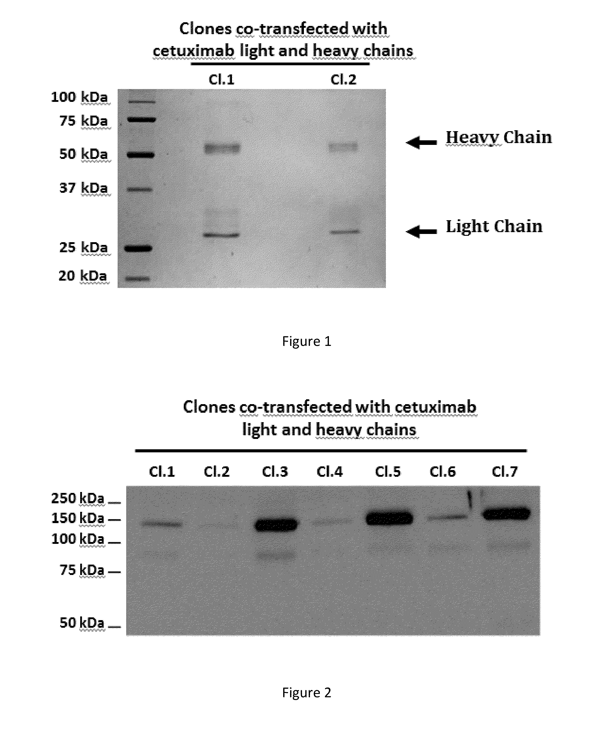 Production of secreted therapeutic antibodies in microalgae