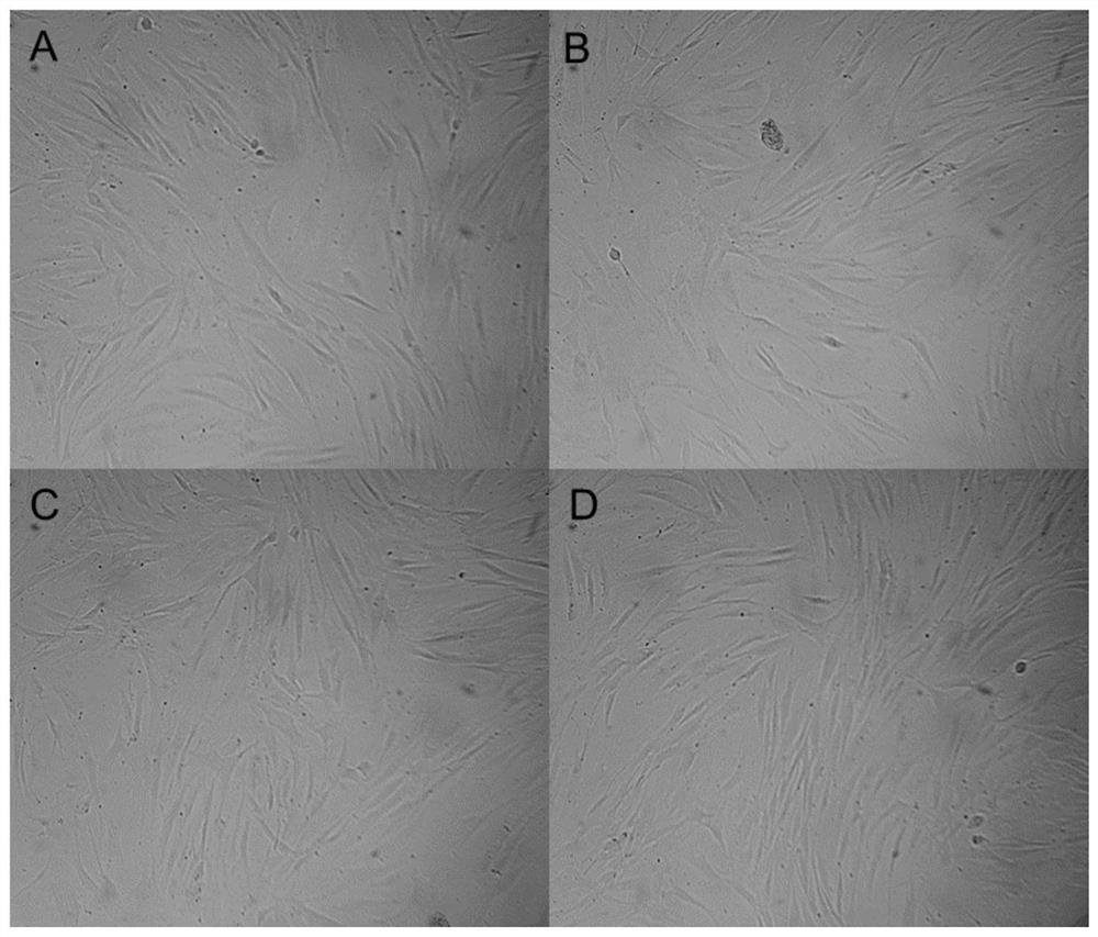 Application of Aqueous Extract of Snow Flakes in Regulation of Fibroblast Cycle