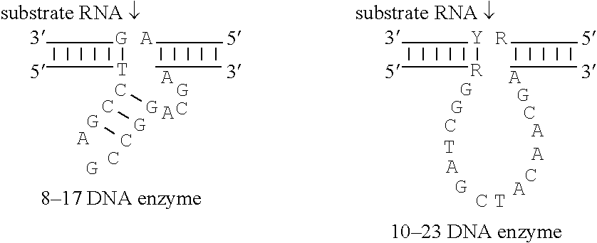 Dna enzyme and method for controlling activity thereof