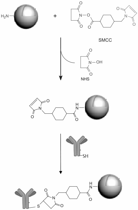 Directional coupling method based on recombinant genetic engineering antibody and microspheres and application