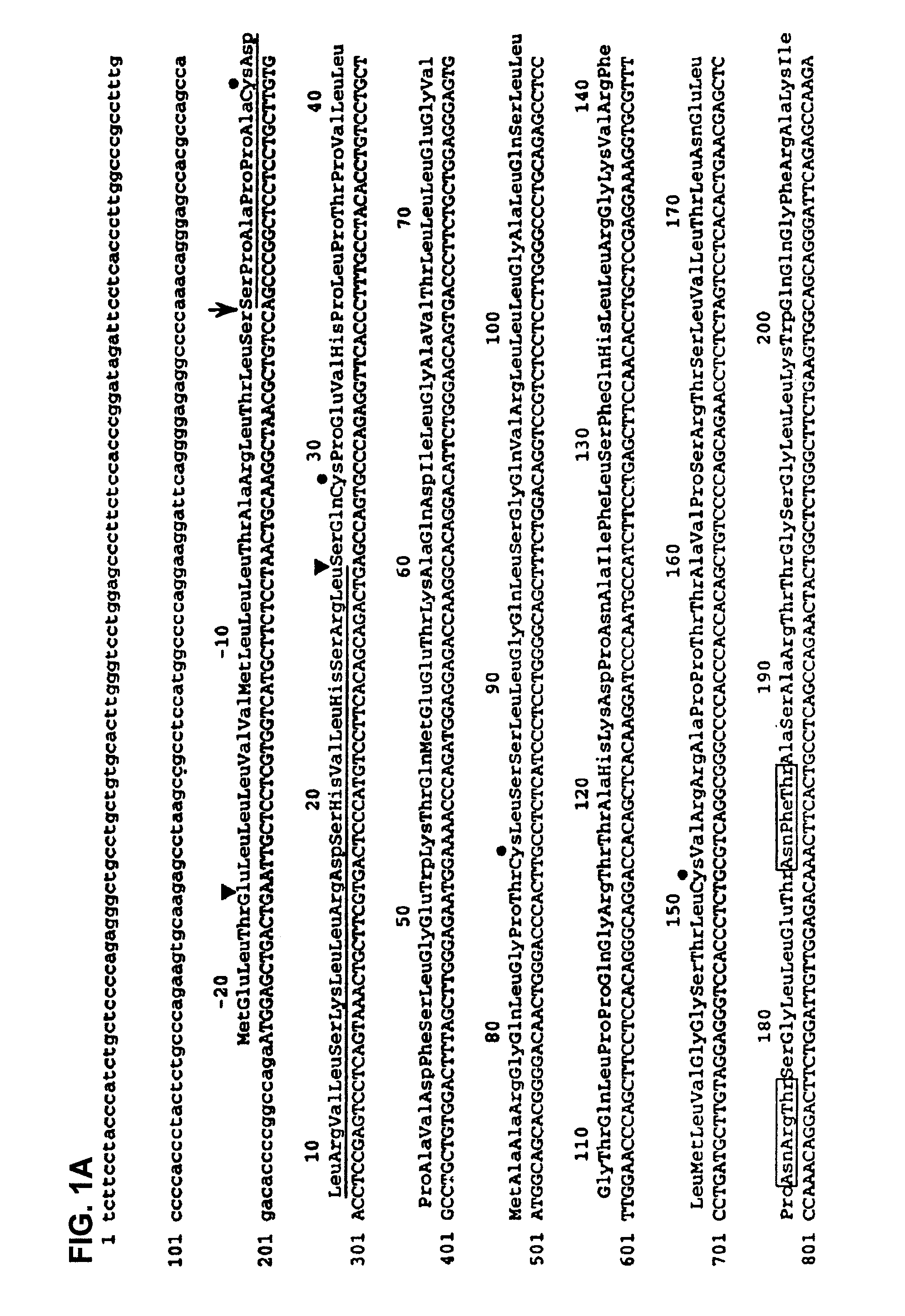 Monoclonal antibody to human thrombopoietin