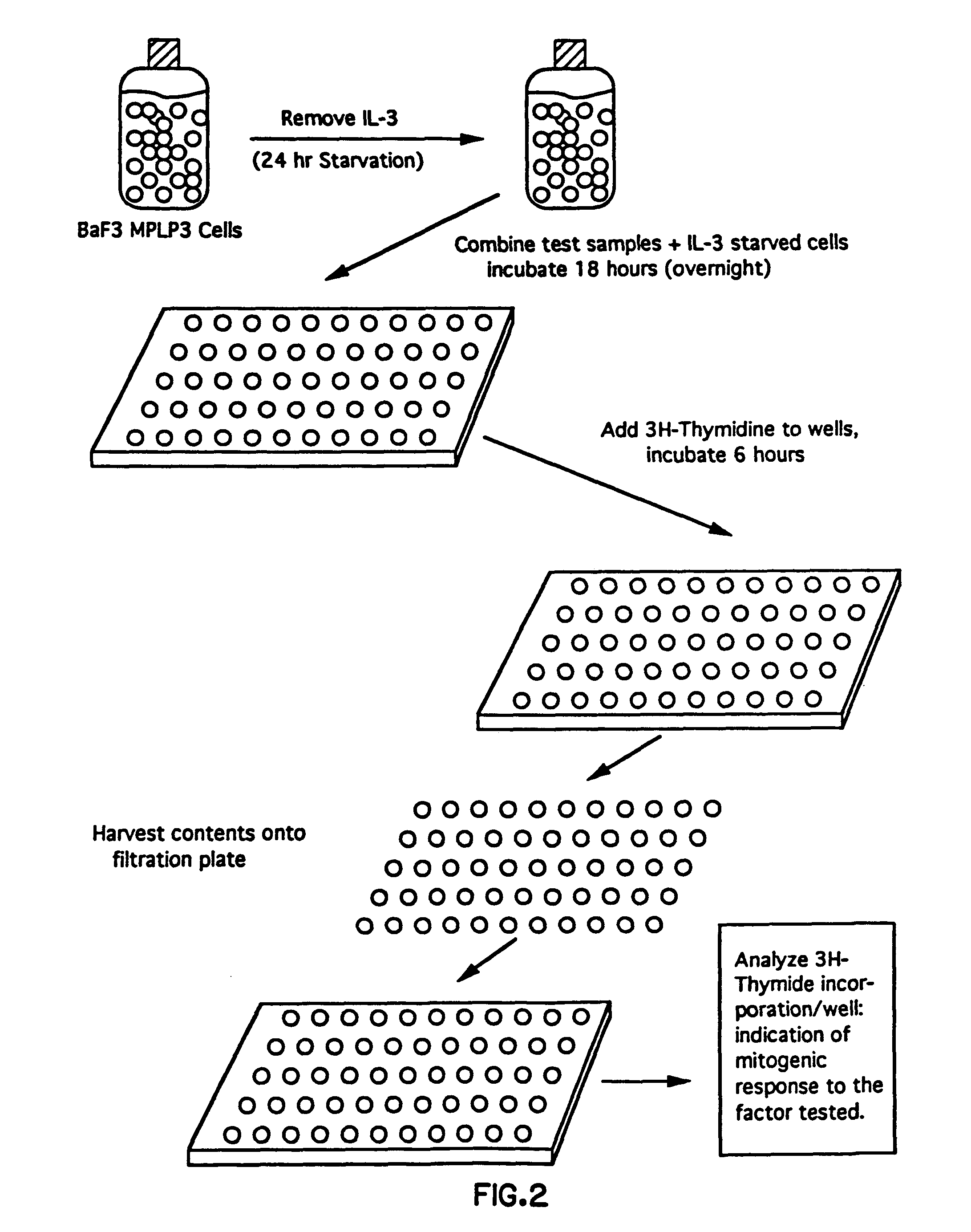 Monoclonal antibody to human thrombopoietin