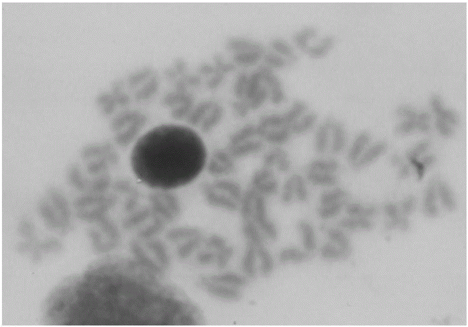 Method for rapidly preparing metaphase chromosomes of marine valuable and rare fishes or shellfishes