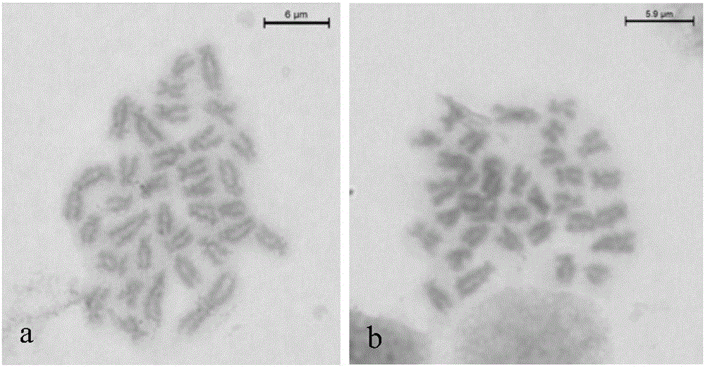 Method for rapidly preparing metaphase chromosomes of marine valuable and rare fishes or shellfishes