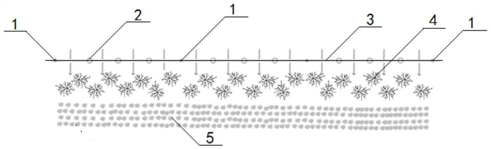 Bank protection and wave dissipation method for lakeside zone of natural large water area based on recovery of submerged vegetation