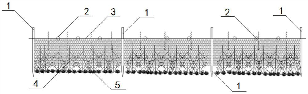 Bank protection and wave dissipation method for lakeside zone of natural large water area based on recovery of submerged vegetation