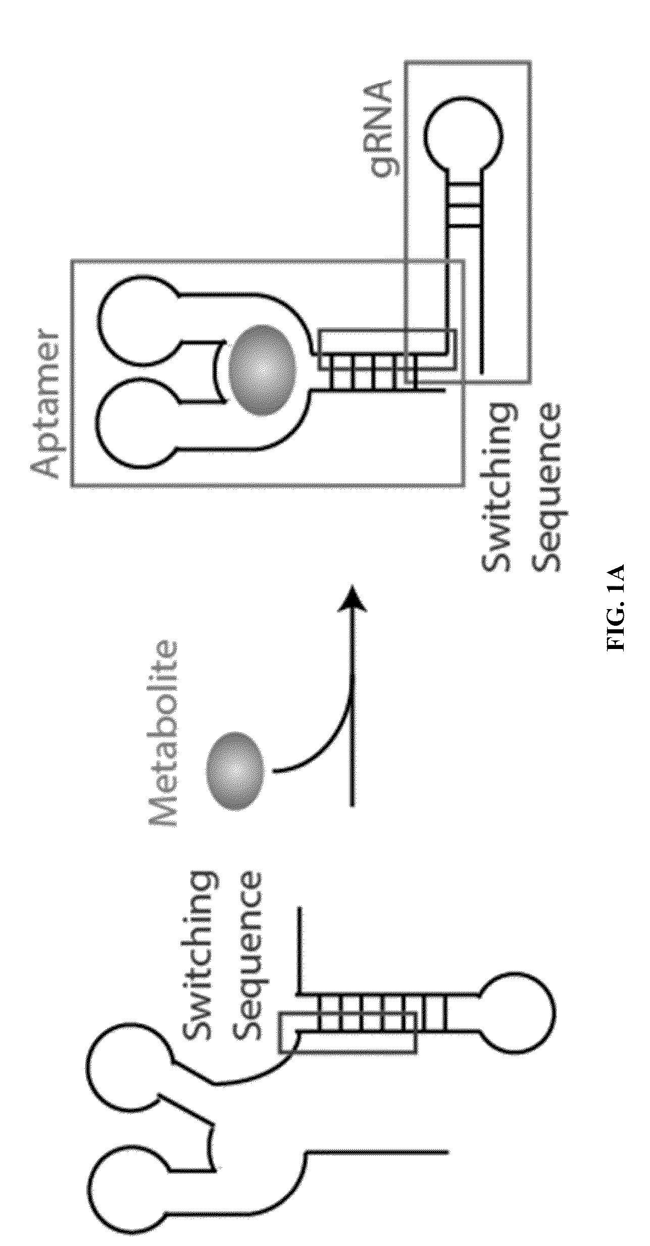 mRNA-Sensing Switchable gRNAs