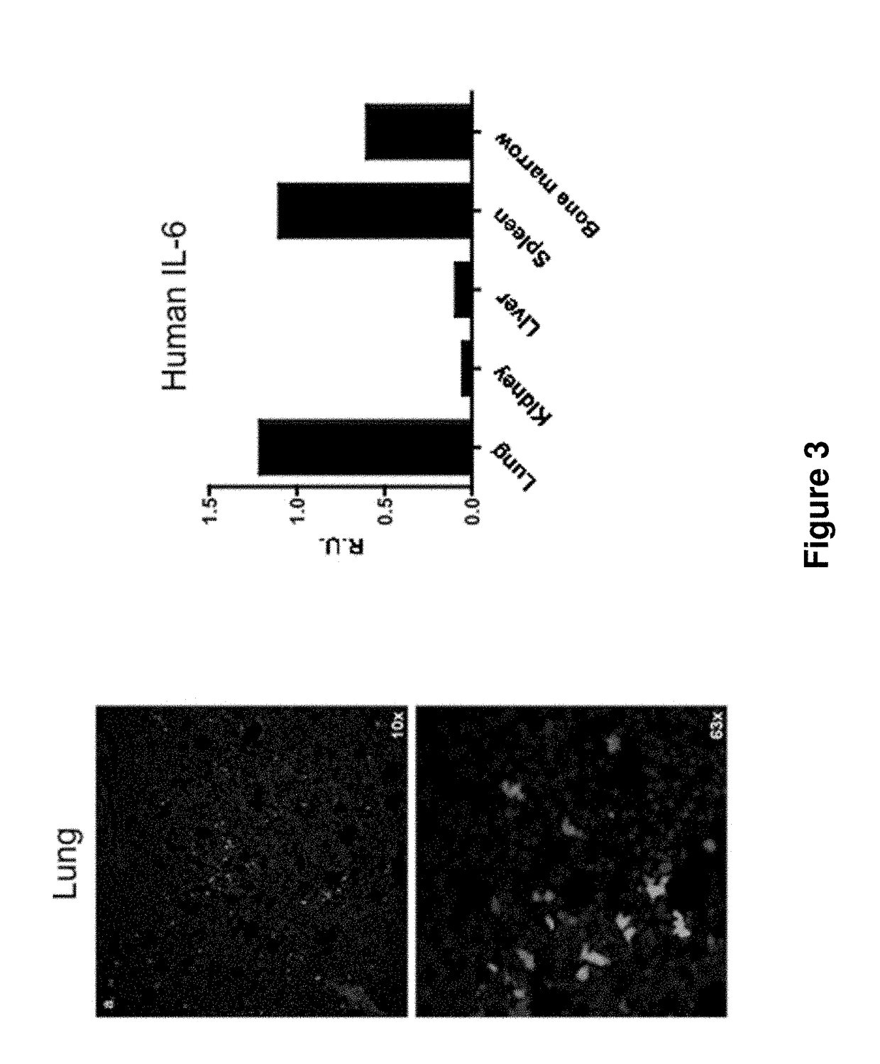 Genetically modified non-human animals and methods of use thereof