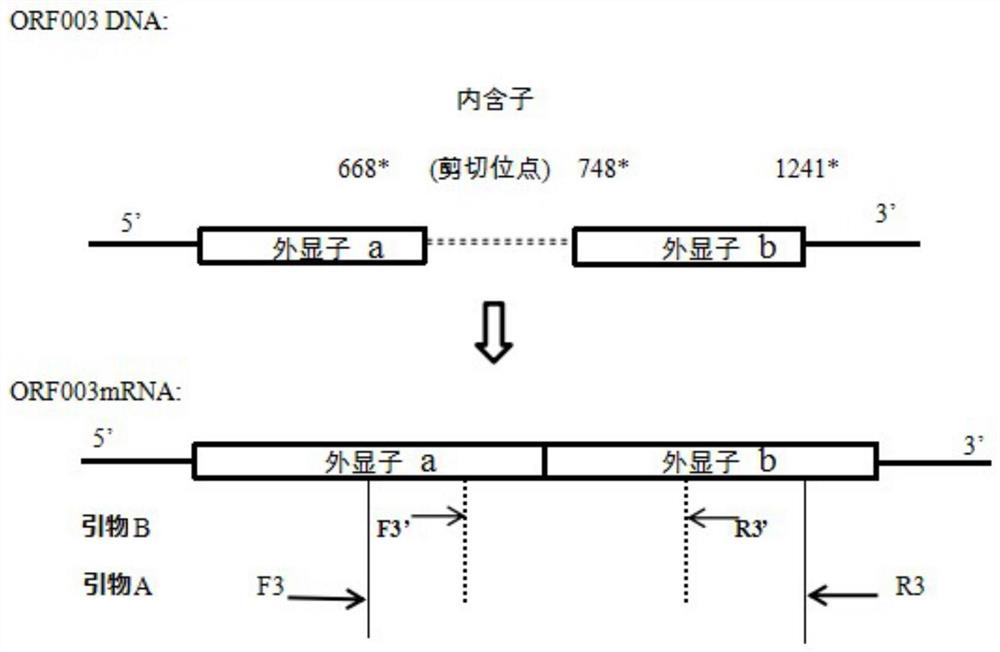 isknv gene intron and its application in distinguishing isknv live virus and inactivated virus