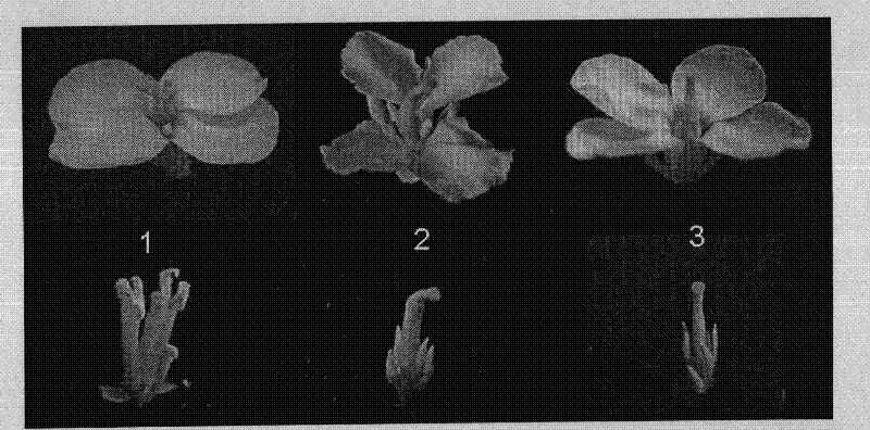 Seed selection method of cabbage type brassica juncea cytoplasmic male sterile line