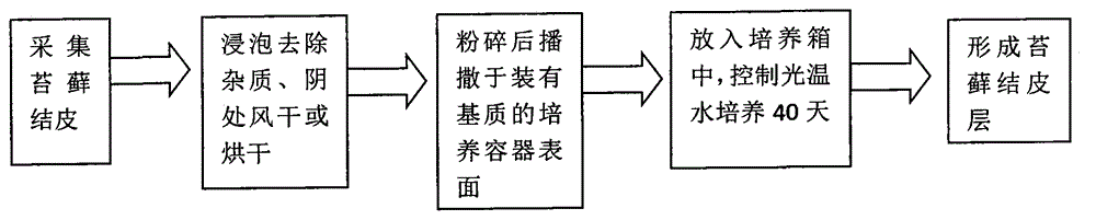 Rapid cultivating method of sand moss crust