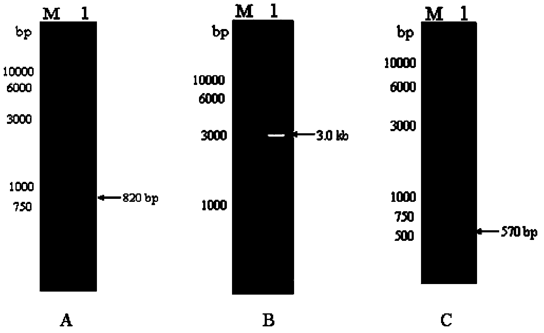 Genetically engineered bacterium capable of efficiently expressing alpha-transglucosidase, and construction method of genetically engineered bacterium