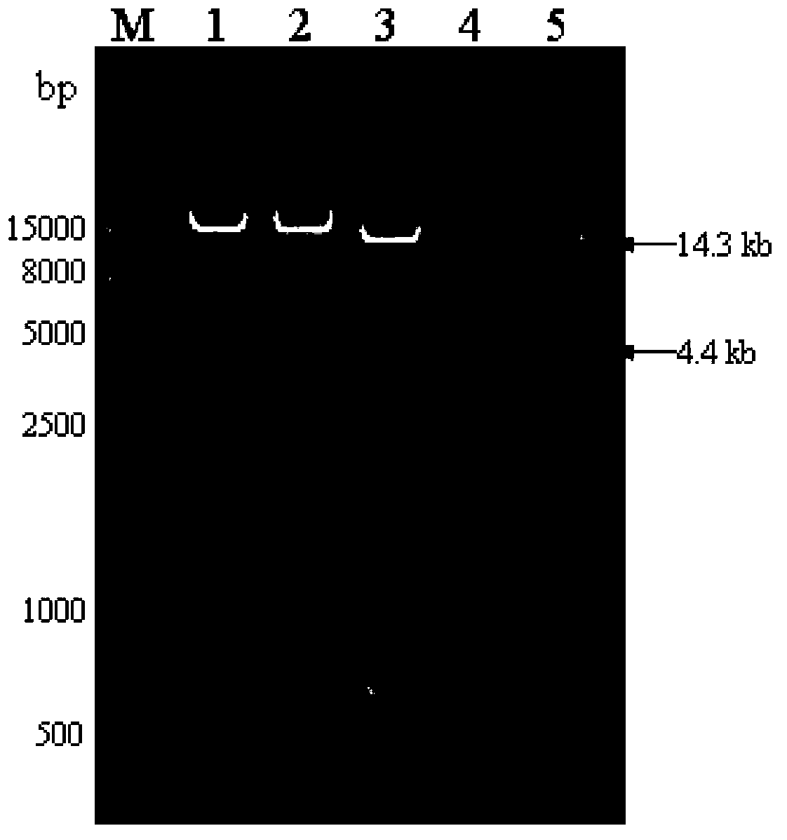 Genetically engineered bacterium capable of efficiently expressing alpha-transglucosidase, and construction method of genetically engineered bacterium