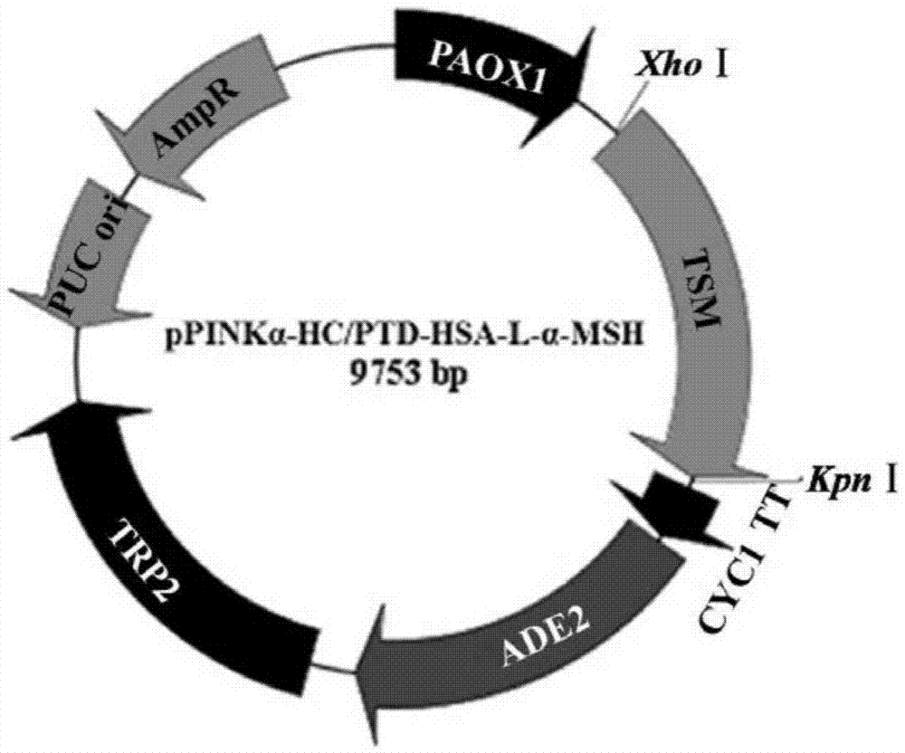 Fusion protein of alpha-melanophore stimulating hormone and preparation method and application thereof