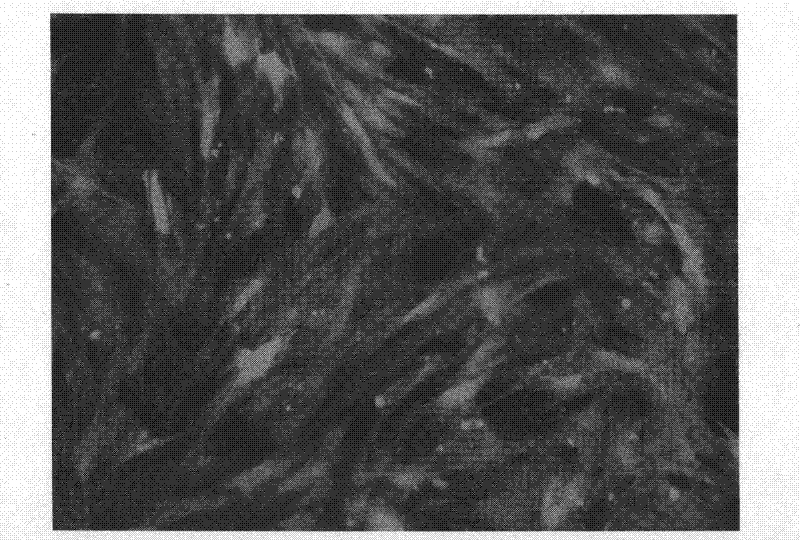 Construction method and application of piggyBac transposon vector for producing transgenic goat