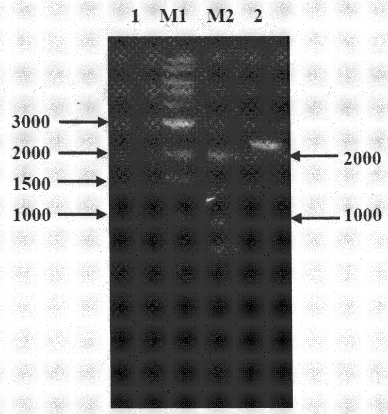 Construction method and application of piggyBac transposon vector for producing transgenic goat