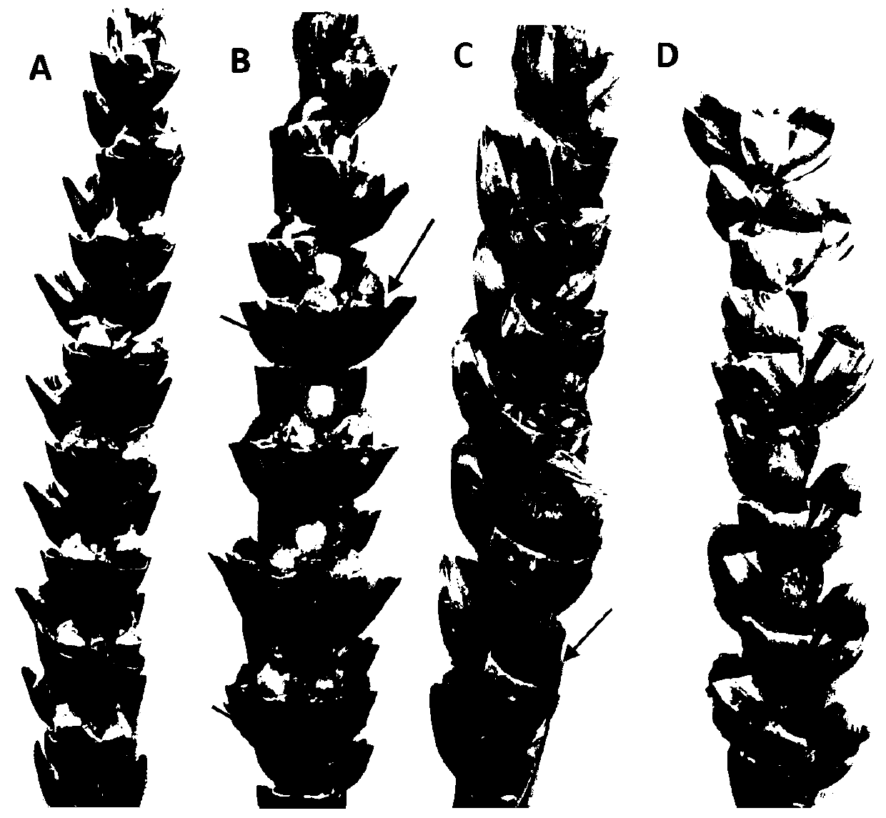 An inoculation identification method capable of observing the symptoms of wheat black germ disease in time