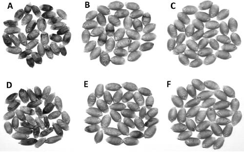 An inoculation identification method capable of observing the symptoms of wheat black germ disease in time