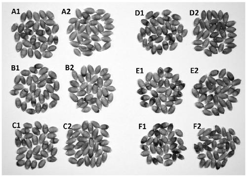 An inoculation identification method capable of observing the symptoms of wheat black germ disease in time