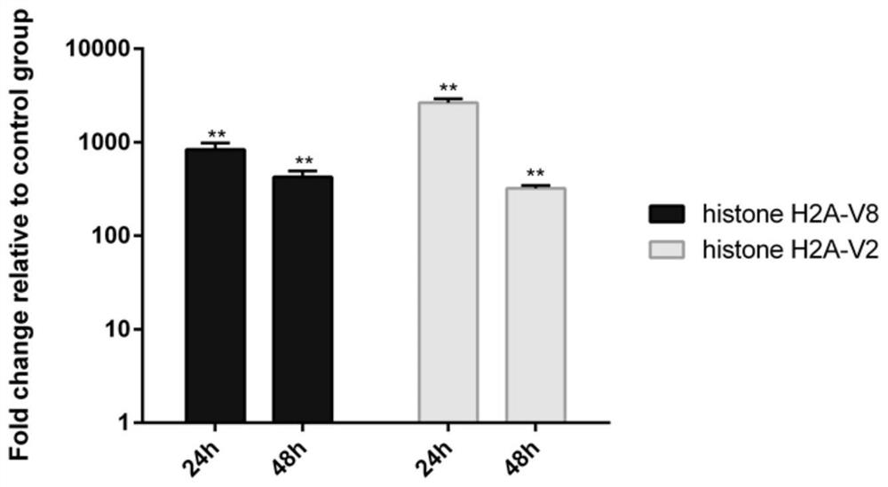 A kind of antibacterial protein and isolated nucleic acid, antibacterial drug and application