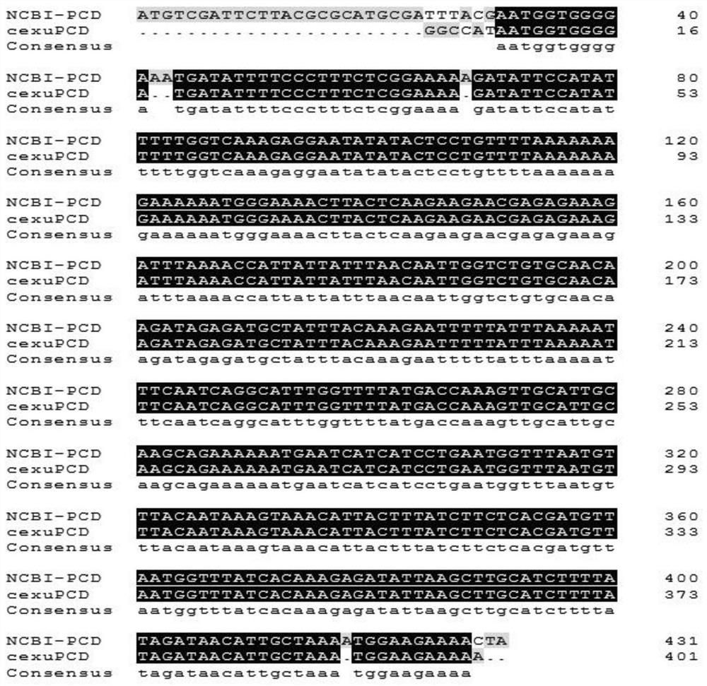 Detection method and application of Italian bee body color differentiation related gene