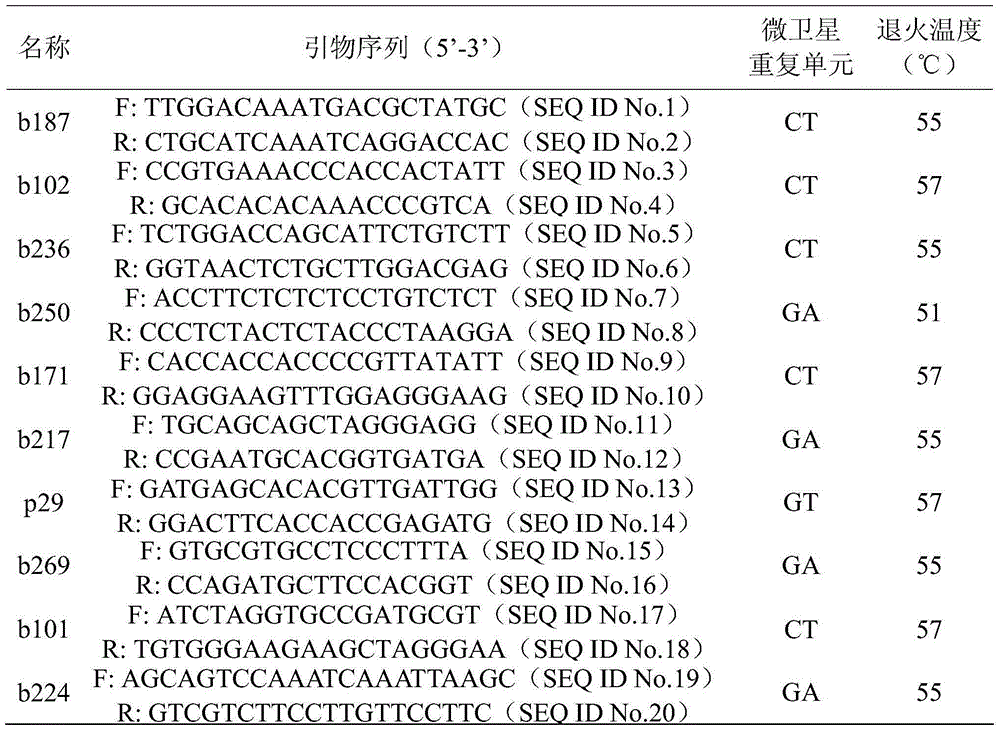 Group of SSR markers for differentiating millet varieties as well as application of markers