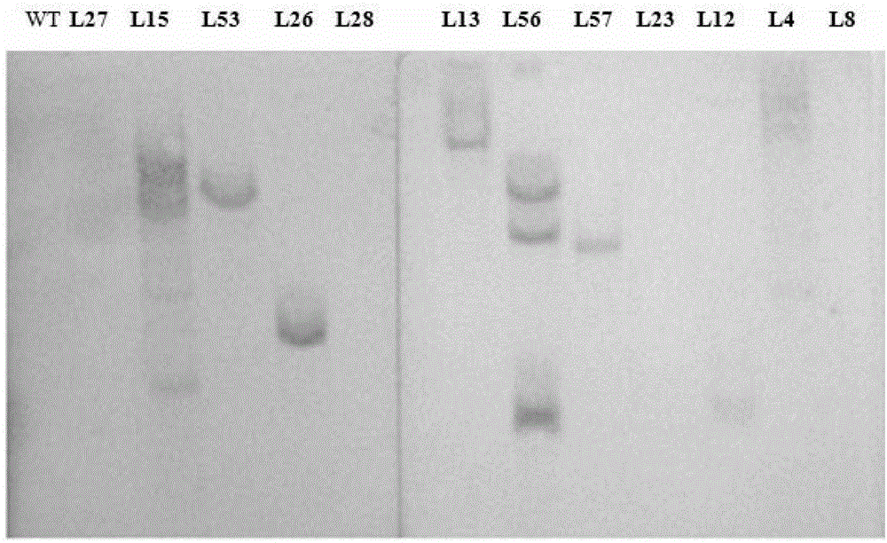 Application of MuMADS2 to culturing of fruit quality-improved transgenic plant