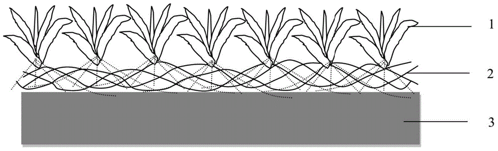 Production method for pure turf without culture substrate