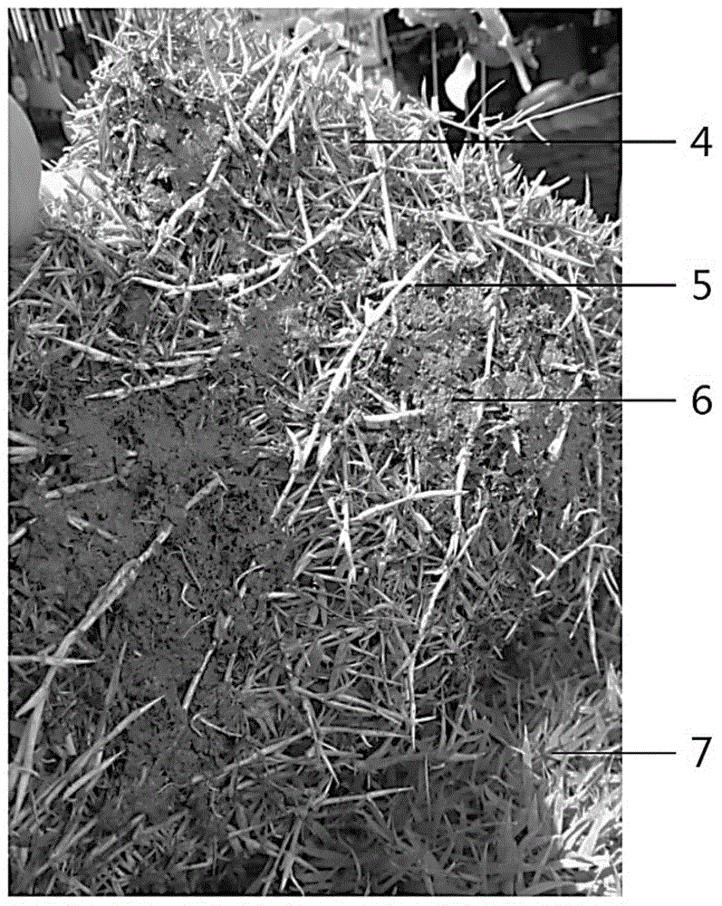 Production method for pure turf without culture substrate