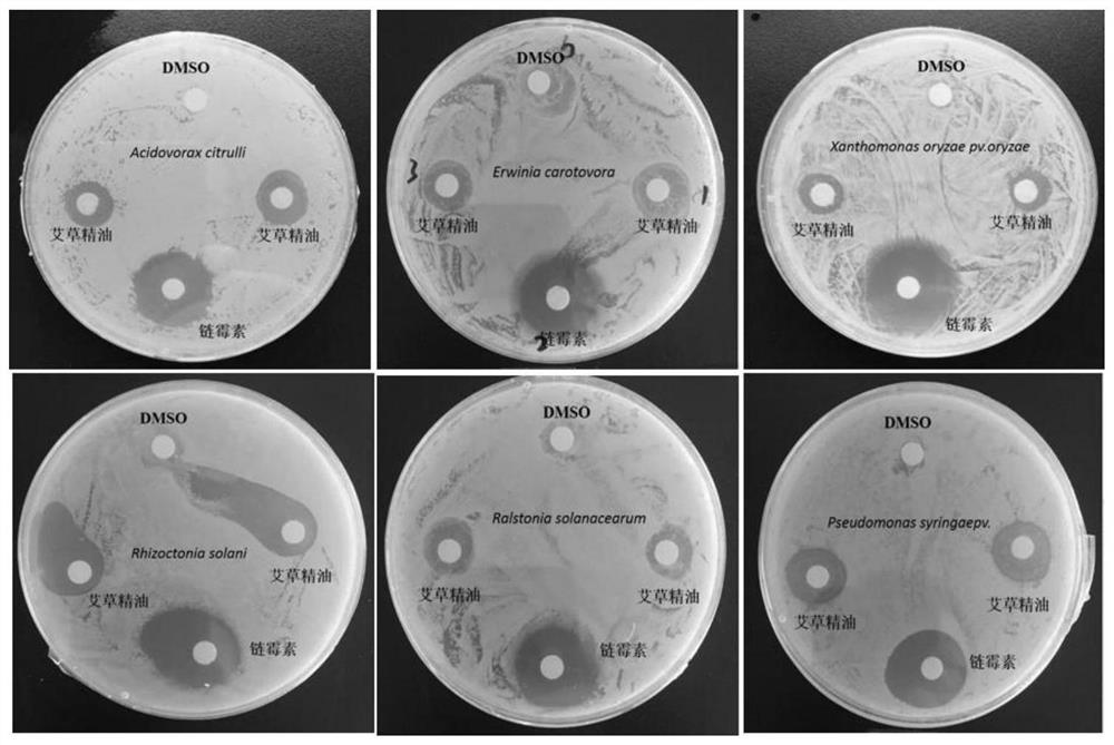 Extraction method of wormwood essential oil and its application in inhibiting plant pathogens