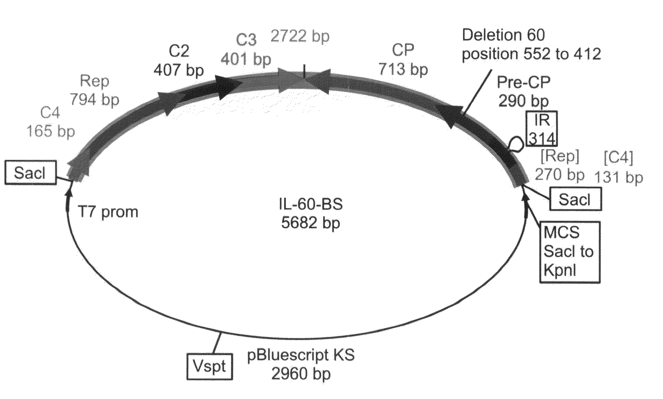 Plant Expression Constructs and Methods of Utilizing Same