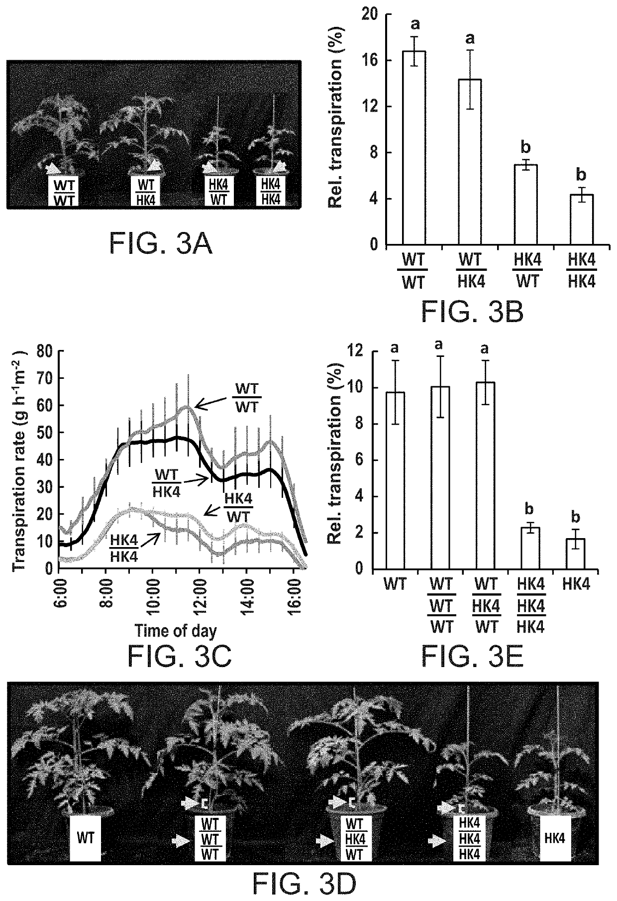 Methods of modulating stomata conductance and plant expression constructs for executing same