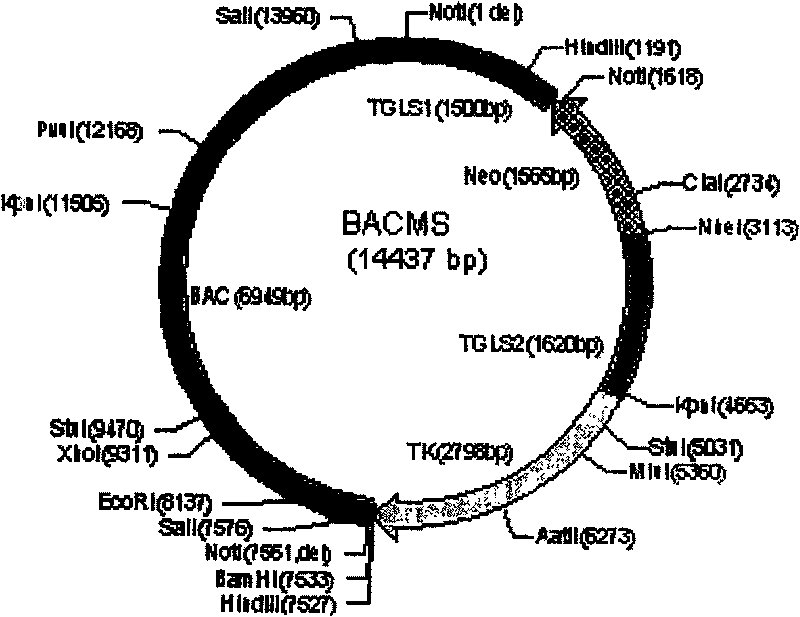 Human source chromosome targeting vector of human beta-globin gene cluster and application therefor