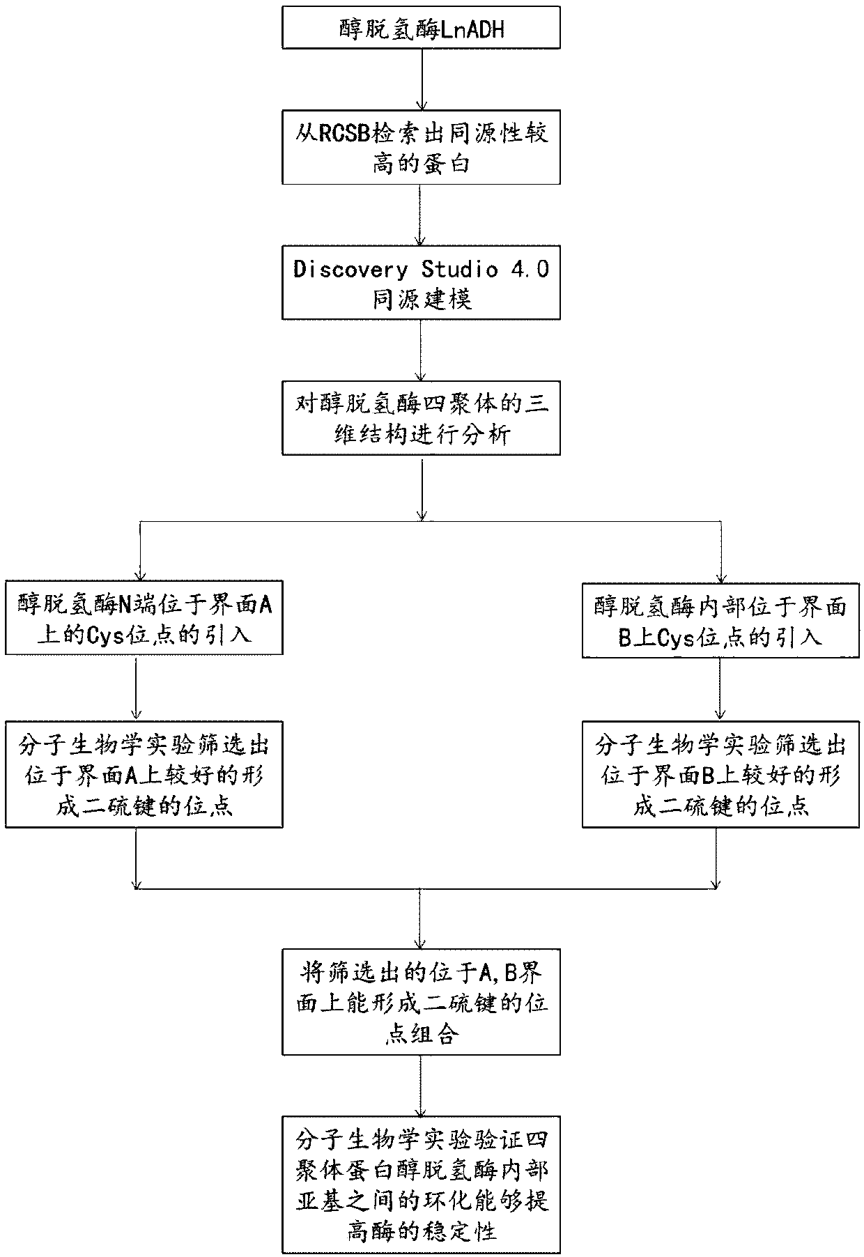 Method for increasing thermal stability of polymer protein and alcohol dehydrogenase with increased thermal stability