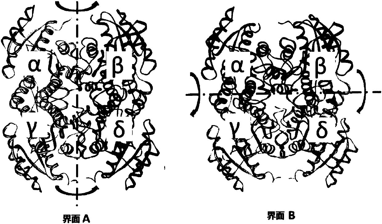 Method for increasing thermal stability of polymer protein and alcohol dehydrogenase with increased thermal stability