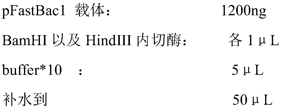 Raccoon dog parvovirus virus-like particle, preparation method thereof and application thereof as well as vaccine prepared by virus-like particle