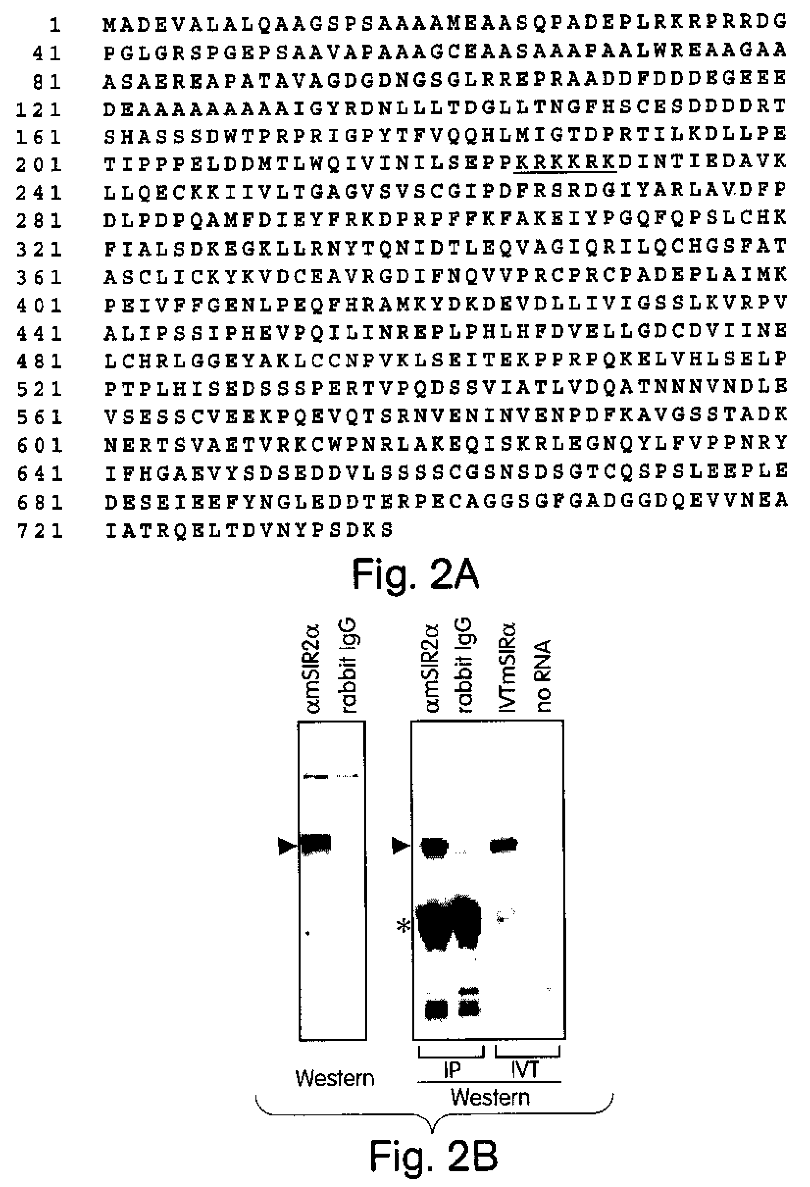 Methods for identifying agents which alter histone protein acetylation, decrease aging, increase lifespan