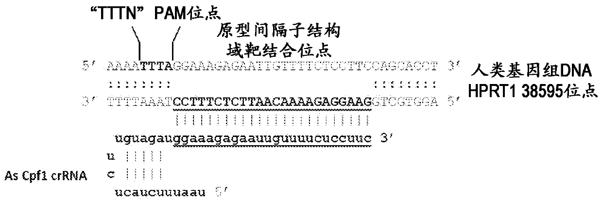 Crispr/cpf1 systems and methods