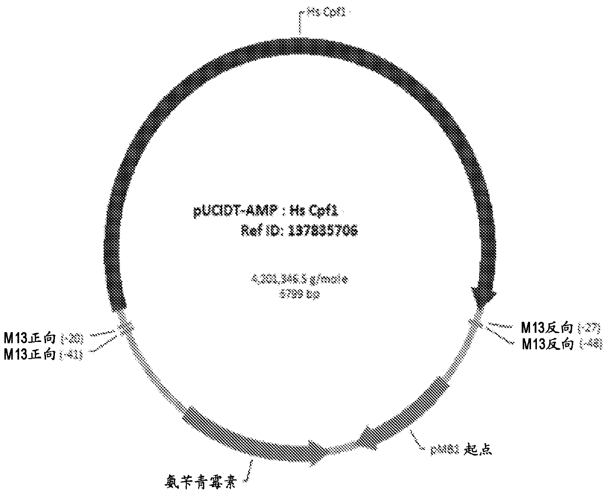 Crispr/cpf1 systems and methods