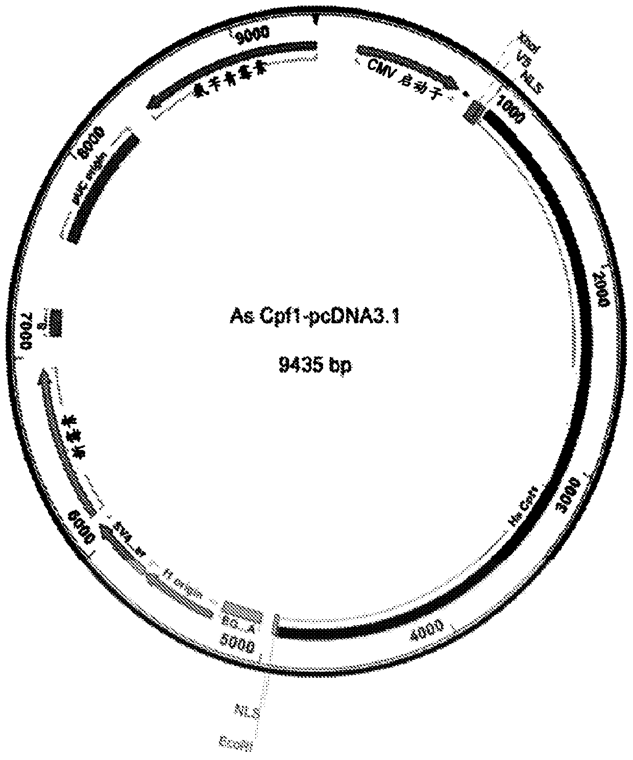 Crispr/cpf1 systems and methods